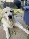 Rufo