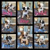 Dante - Aromas Road Litter