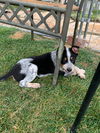 Dante - Aromas Road Litter