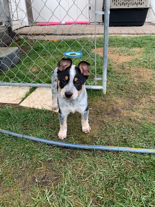 Dante - Aromas Road Litter