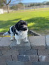 Samson
