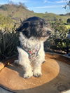 Samson