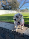 Delilah
