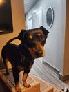 Sofie