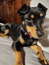 Sofie