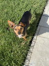 Daisy