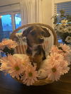 Daisy
