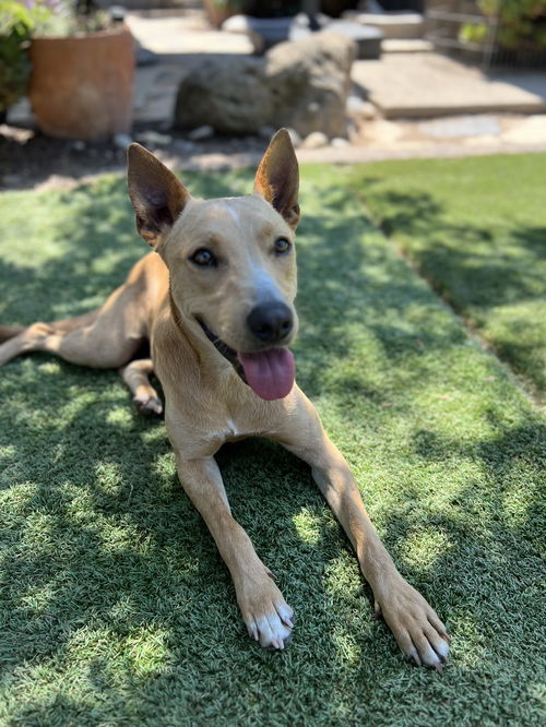 Lulu
