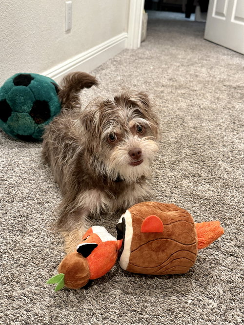 Suki