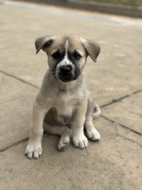Refried Bean Litter