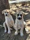 Refried Bean Litter