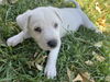 Vanilla Bean Litter