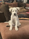 Vanilla Bean Litter