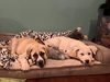 Vanilla Bean Litter