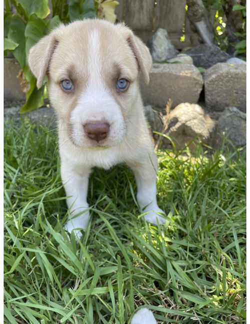 Garbanzo Bean Litter