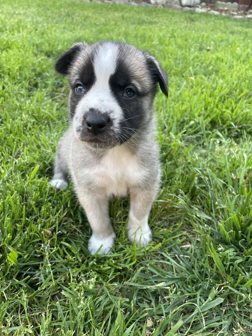 Fava Bean Litter