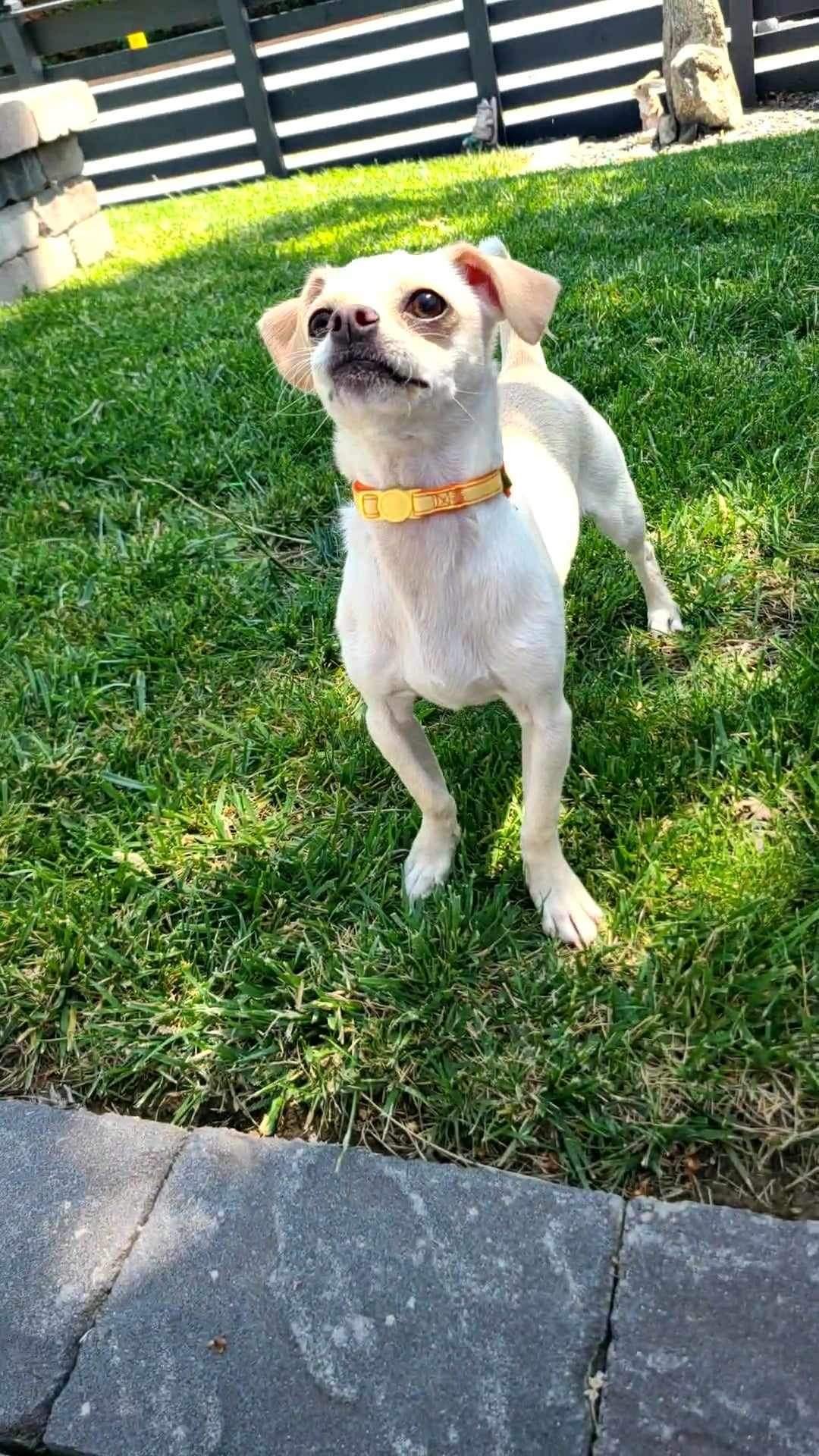adoptable Dog in San Martin, CA named Nova