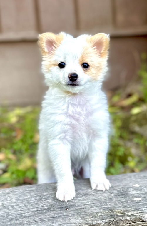 Biscuit