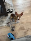 Daisy