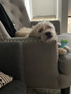 Simba