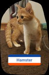 Hamster