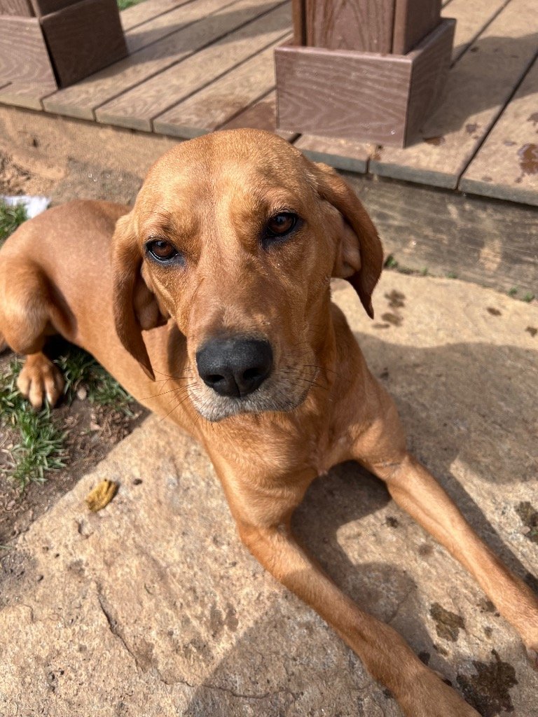 adoptable Dog in Burnsville, NC named Dash