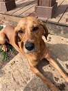adoptable Dog in , NC named Dash