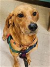 adoptable Dog in , NC named Dash