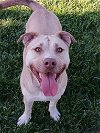 adoptable Dog in  named Buffer aka Butters