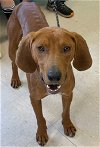 adoptable Dog in  named Trout