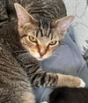 adoptable Cat in Burnsville, NC named Axel