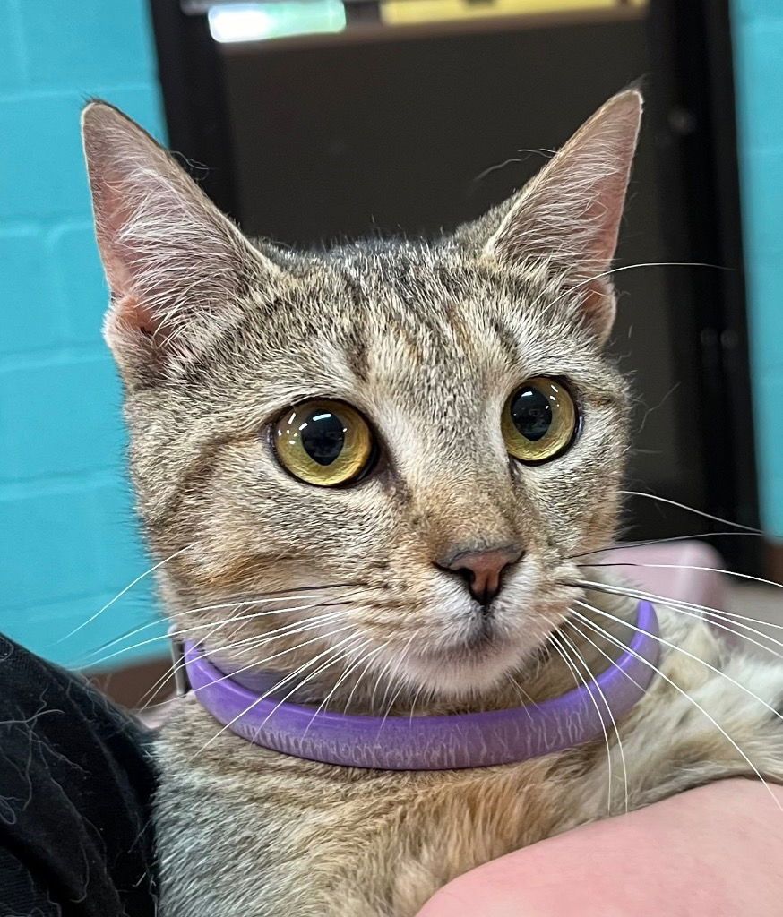 adoptable Cat in Burnsville, NC named Dumpling