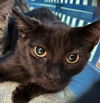 adoptable Cat in Burnsville, NC named Nigella