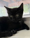 adoptable Cat in burnsville, NC named Walt Whitman