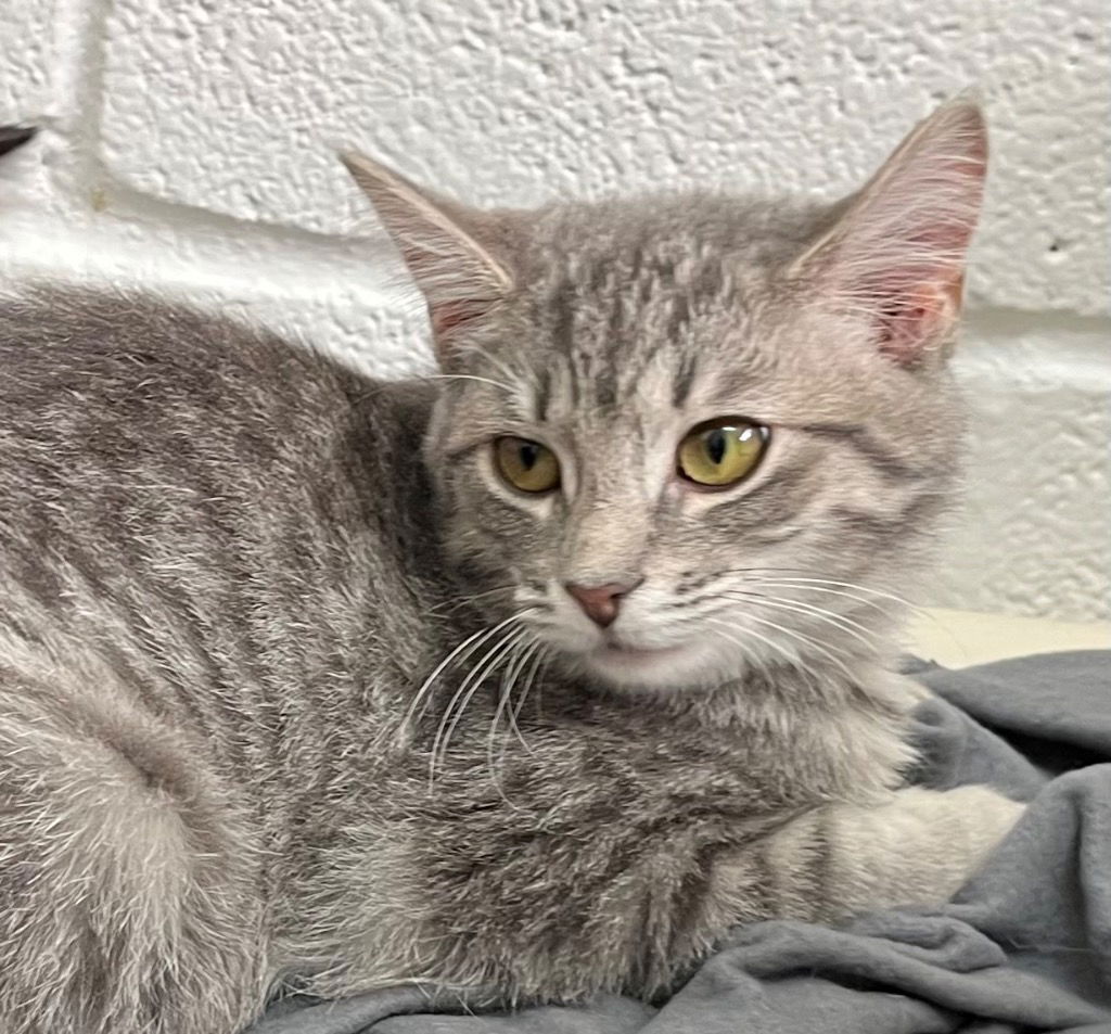 adoptable Cat in Burnsville, NC named Cameo