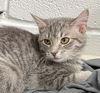 adoptable Cat in burnsville, NC named Cameo