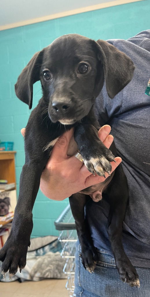 adoptable Dog in Burnsville, NC named Mabruck