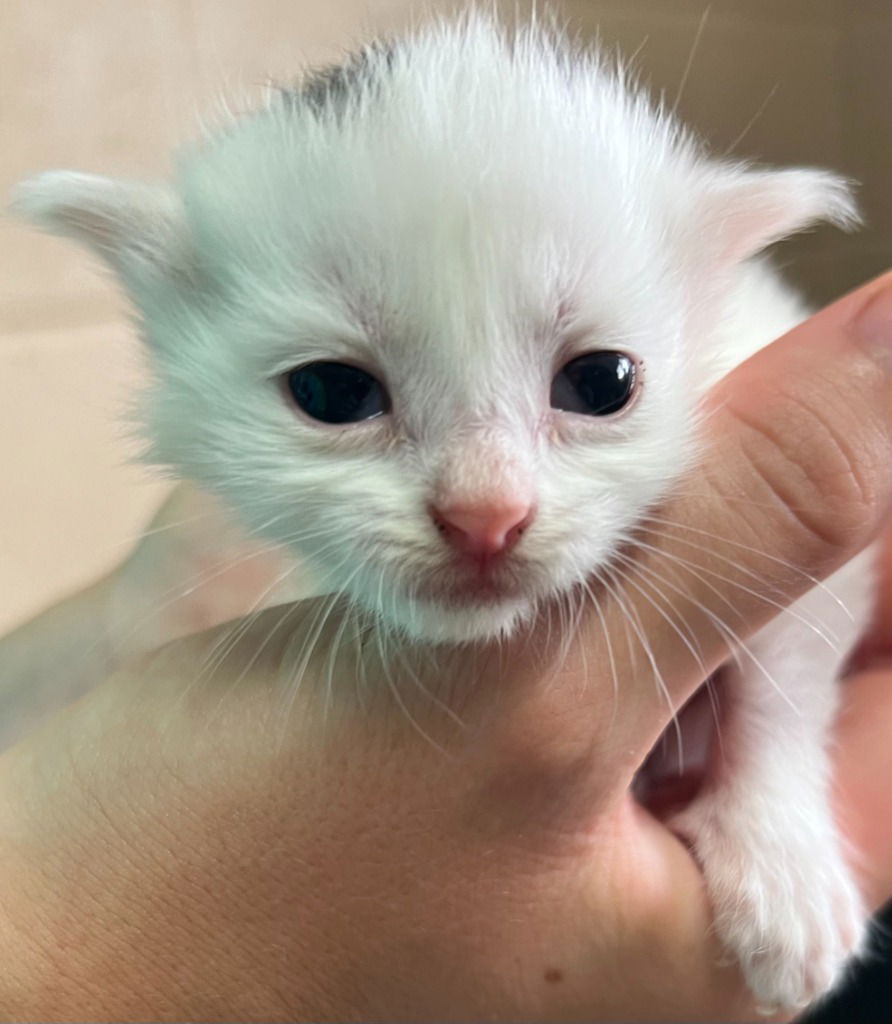 adoptable Cat in Burnsville, NC named Elijah