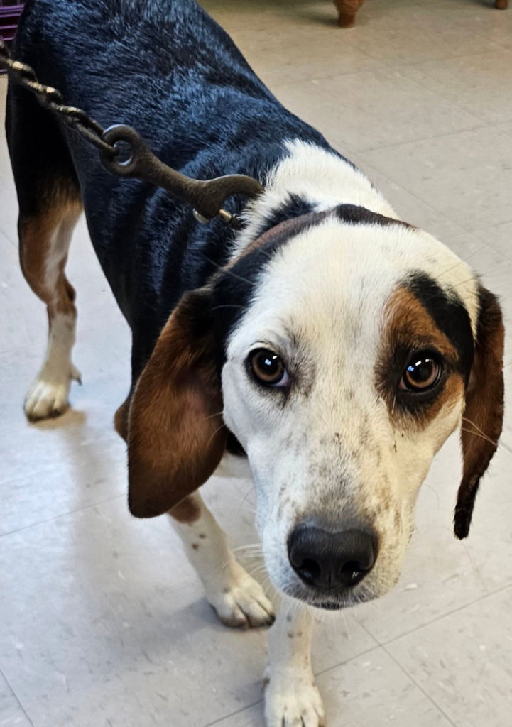 adoptable Dog in Burnsville, NC named Rascal