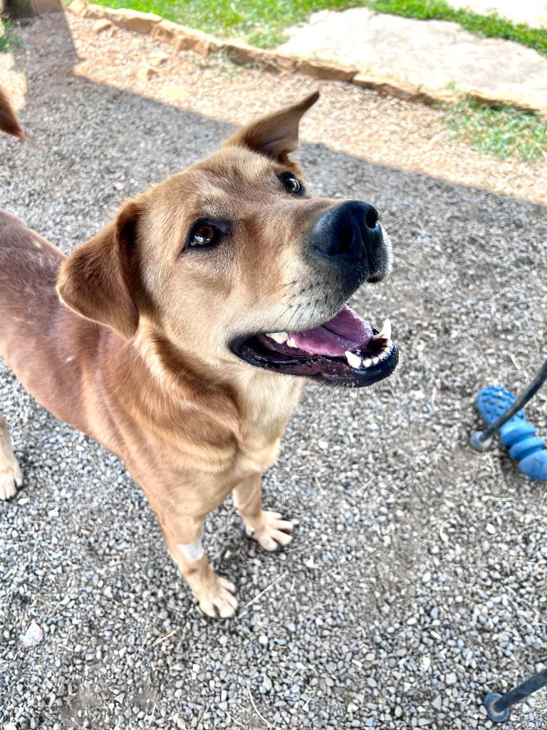 adoptable Dog in Burnsville, NC named Chico