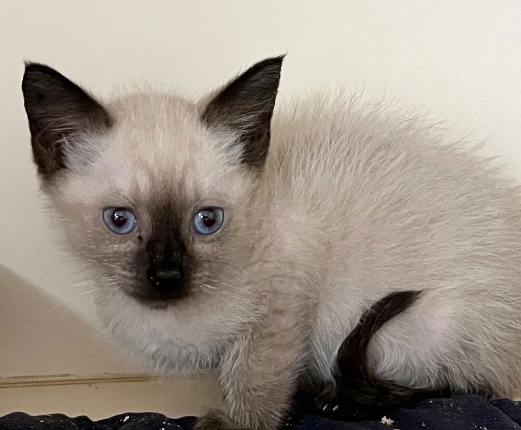 adoptable Cat in Burnsville, NC named Whirlybird