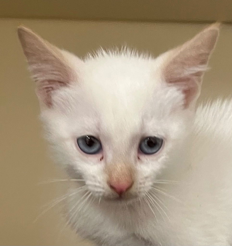 adoptable Cat in Burnsville, NC named Wrangler