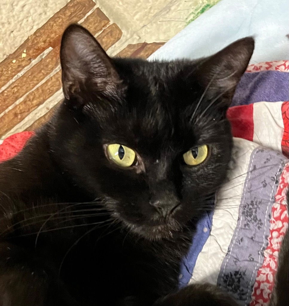 adoptable Cat in Burnsville, NC named Emily Dickinson