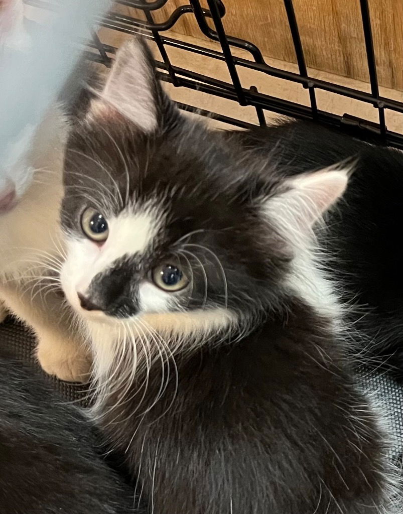 adoptable Cat in Burnsville, NC named Butternut