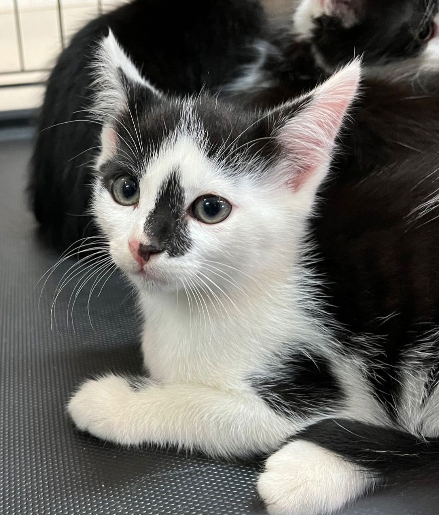 adoptable Cat in Burnsville, NC named Blackbird