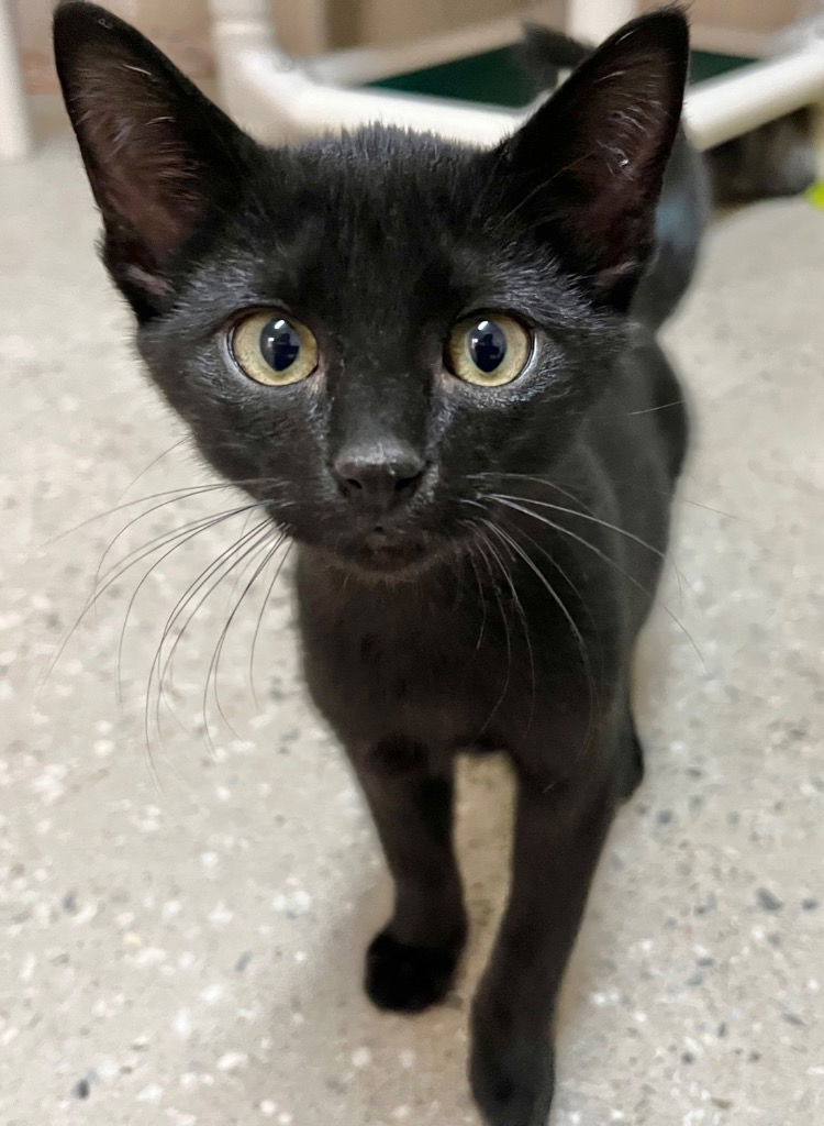 adoptable Cat in Burnsville, NC named Bluebonnet