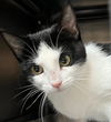 adoptable Cat in Burnsville, NC named Belinda