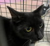 adoptable Cat in burnsville, NC named Charmin