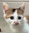 adoptable Cat in Burnsville, NC named Rain