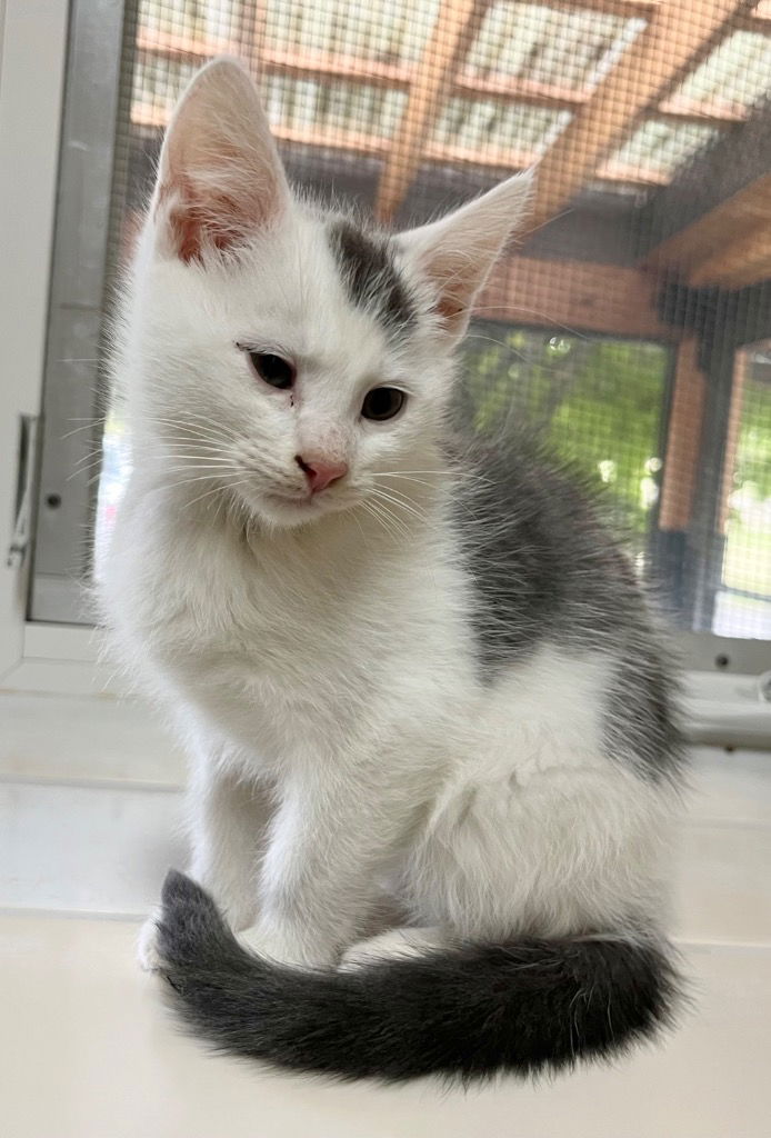 adoptable Cat in Burnsville, NC named Stormy